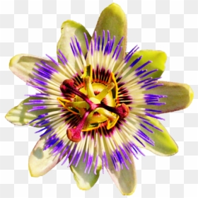 Passion Flower No Background, Hd Png Download , Png - Passion Fruit Flower Png, Transparent Png - passion png