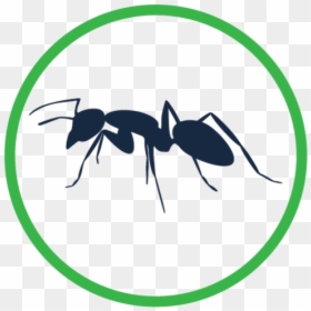 Lokalpestcontrol Service Icons Pests Dark - Ant, HD Png Download - service icons png