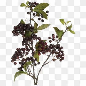 Currant, HD Png Download - tumblr fall png