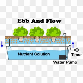 What Are The Best Plants To Grow With An Ebb And Flow, HD Png Download - vegetable plants png
