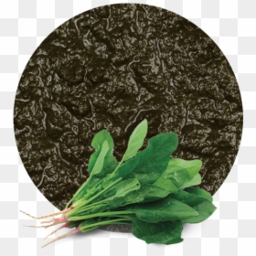 Spinach, HD Png Download - vegetable plants png