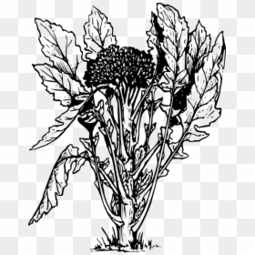 Art,monochrome Photography,artwork - Drawing Of Cabbage Plant, HD Png Download - vegetable plants png
