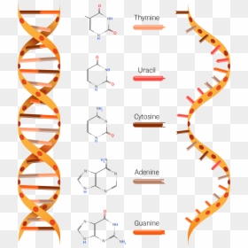 Structure Of Dna And Rna - Dna And Rna Clipart, HD Png Download - rna png