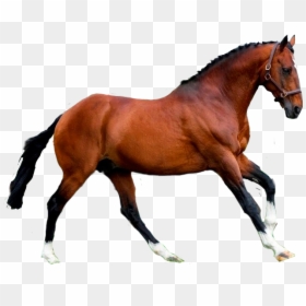 #horse #caballo - Caballo Sticker, HD Png Download - caballos png