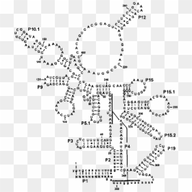 Deduced Secondary Structure Of Rnase P Rna In Streptococcus - Rnase P Secondary Structure, HD Png Download - rna png