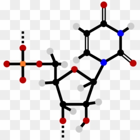 Triphosphate - Nucleotide Clipart, HD Png Download - rna png