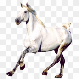 Transparent Mustang Horse Png - Caballos Png, Png Download - caballos png