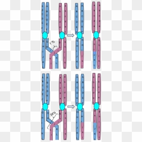 Chromosomal Crossing Over - Crossing Over Of Chromosomes, HD Png Download - chromosomes png