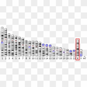 Human Chromosome 3, HD Png Download - chromosomes png