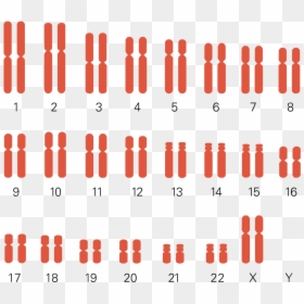 Turner Syndrome Karyotype Chart , Png Download - Cariotipo Del Sindrome Dela Supermujer, Transparent Png - chromosomes png