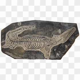 Png Images, Pngs, Fossil, Fossils,, Transparent Png - trophy .png