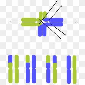 Angle,symmetry,area - Chromosomal Translocation Clipart, HD Png Download - chromosomes png