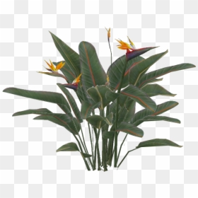 Thumb Image - Bird Of Paradise Plant Png, Transparent Png - plant .png