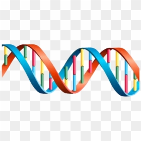 Colorful Park Dna Image - Dna Helix, HD Png Download - dna.png