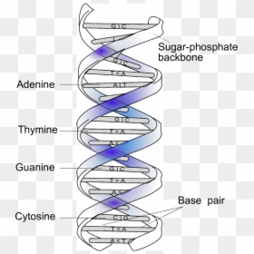 Double Helical Structure Of Dna And Complementary Base - Circle, HD Png Download - dna.png