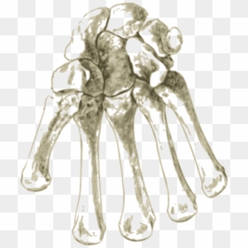 Bones In Human Hand - Radius And Ulna, HD Png Download - human bones png