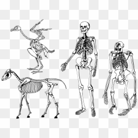 Bones Skeleton Vector Png - Animal And Human Bones, Transparent Png - human bones png