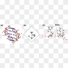 Images/dna - Triangle, HD Png Download - dna.png