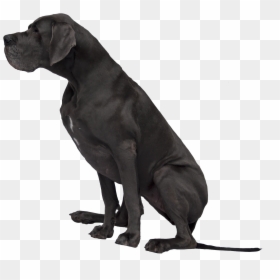 Black Great Dane Png Image, Transparent Png - great png