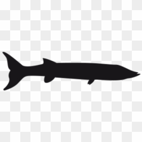 Barracuda Clipart Transparent - Silhouette, HD Png Download - barracuda png