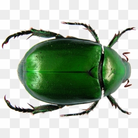 Dung Beetle Flower Chafer Scarab Ancient Egypt - Scarab Beetle Png, Transparent Png - scarab png