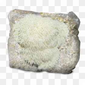 Transparent Lion Mane Png - Lion's Mane, Png Download - shroom png