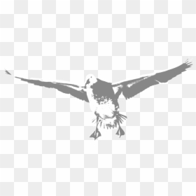 Transparent Goose Png - Golden Eagle, Png Download - osprey png