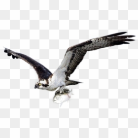 Osprey, HD Png Download - osprey png