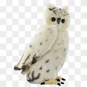 Snowy Owl Bird Stuffed Animals & Cuddly Toys - Owl, HD Png Download - snowy owl png
