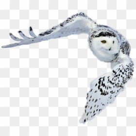 #snowy Owl In Flight thomas, Oklahoma - Greenland Animals With Name, HD Png Download - snowy owl png