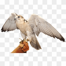 Falcon,bird Of Prey,beak,wing,snowy Owl,cooper"s Shinned - Arab Falcon Png, Transparent Png - snowy owl png