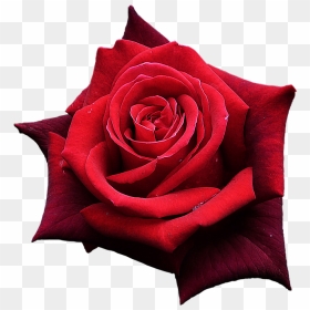 Rose Rouge Fleurs Un Belle - Красная Роза Пнг, HD Png Download - fleur png