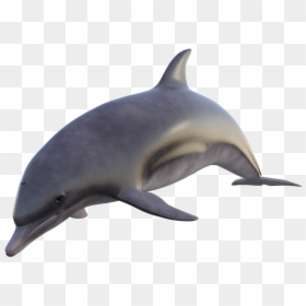 Golfinho Png, Transparent Png - delfin png