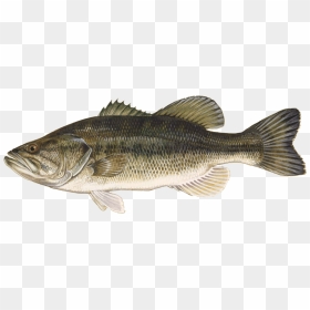Bass Fishing Png - Largemouth Bass, Transparent Png - large mouth bass png