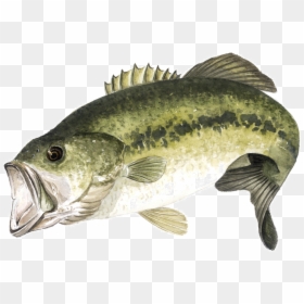 Largemouth Bass Png Page, Transparent Png - large mouth bass png