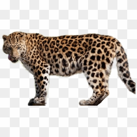 Amur Leopard Png, Transparent Png - cheetah running png