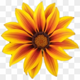 #fleur #flower #orange #orangeflower #fleurorange #nature - Ic 3 Gadda, HD Png Download - fleur png