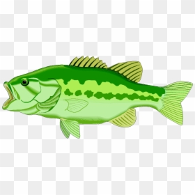 Lake Fish Clipart, Explore Pictures - Bass Fish Clip Art, HD Png Download - large mouth bass png