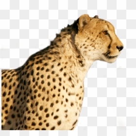 Clip Art Sticker By F Schmaecke - Cheetah Png, Transparent Png - cheetah running png