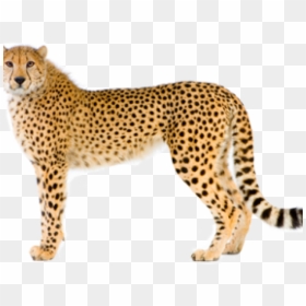 Cheetah Png Transparent Images - Cheetah Images Png, Png Download - cheetah running png