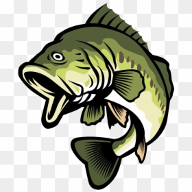 Collection Of Free Bass Vector Largemouth Download - Bass Fish Clipart, HD Png Download - large mouth bass png
