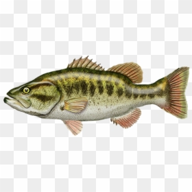Perch, HD Png Download - large mouth bass png