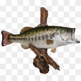 Largemouth Bass Mount - Black Crappie, HD Png Download - large mouth bass png