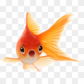 Gold Fish Hd Wallpapers 1080p, HD Png Download - goldfish png