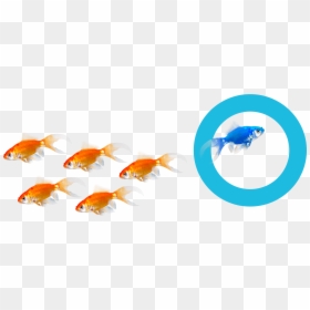 Goldfish, HD Png Download - goldfish png