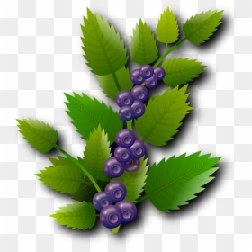 Fruits Png, Transparent Png - fruits png