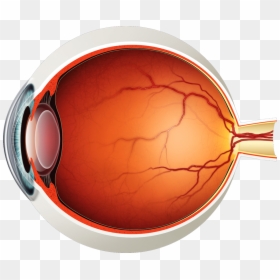 Eye Anatomy Png, Transparent Png - red eyes png