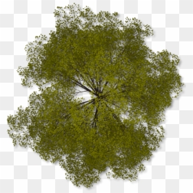 Transparent Background Trees Png Plan, Png Download - tree plan png