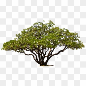 Transparent Background Oak Tree Photoshop Trees Png, Png Download - tree plan png