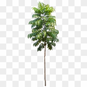 Small Mahogany Plant, HD Png Download - tree plan png